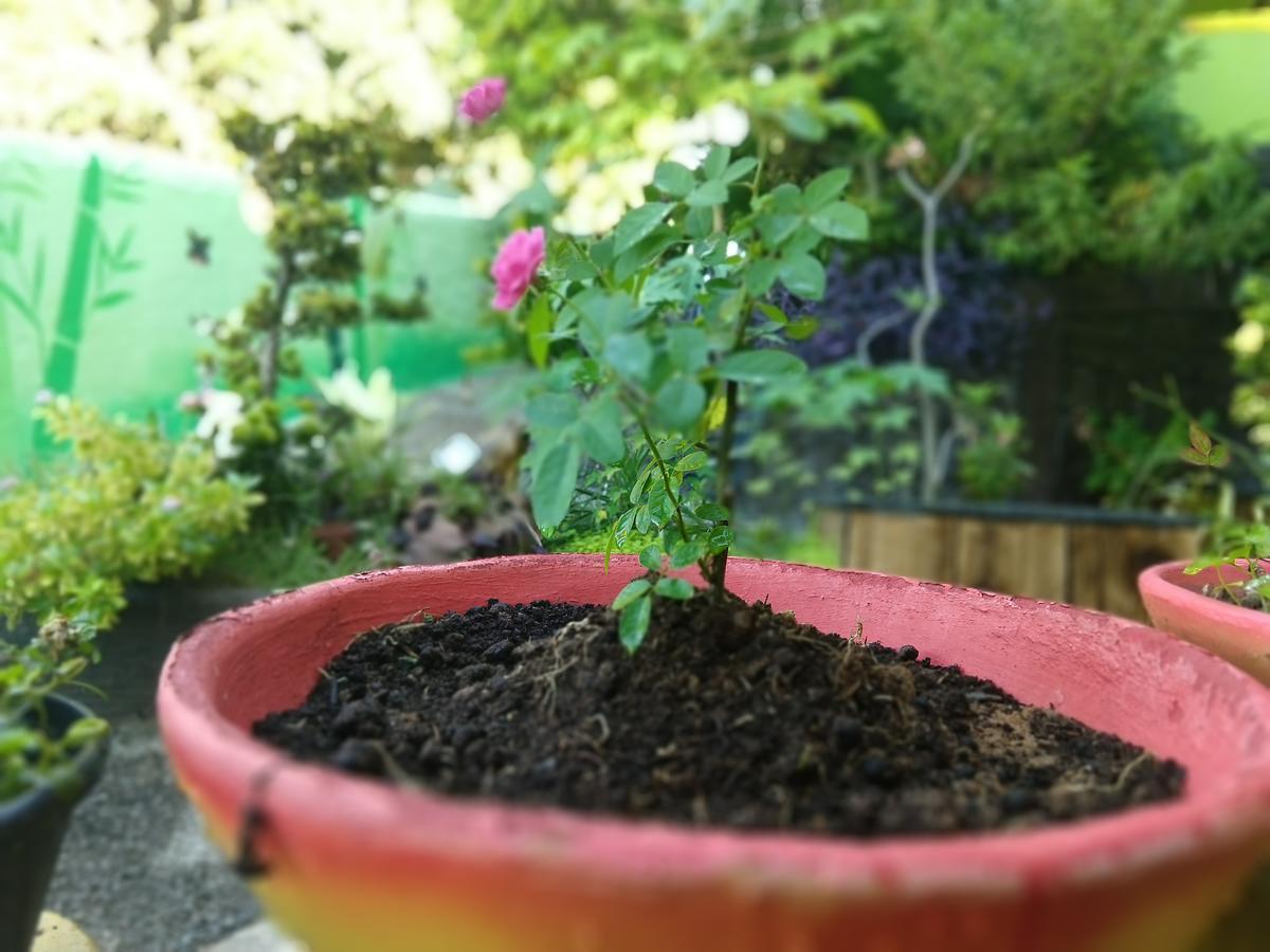 竹之公寓 纳塔耳 外观 照片