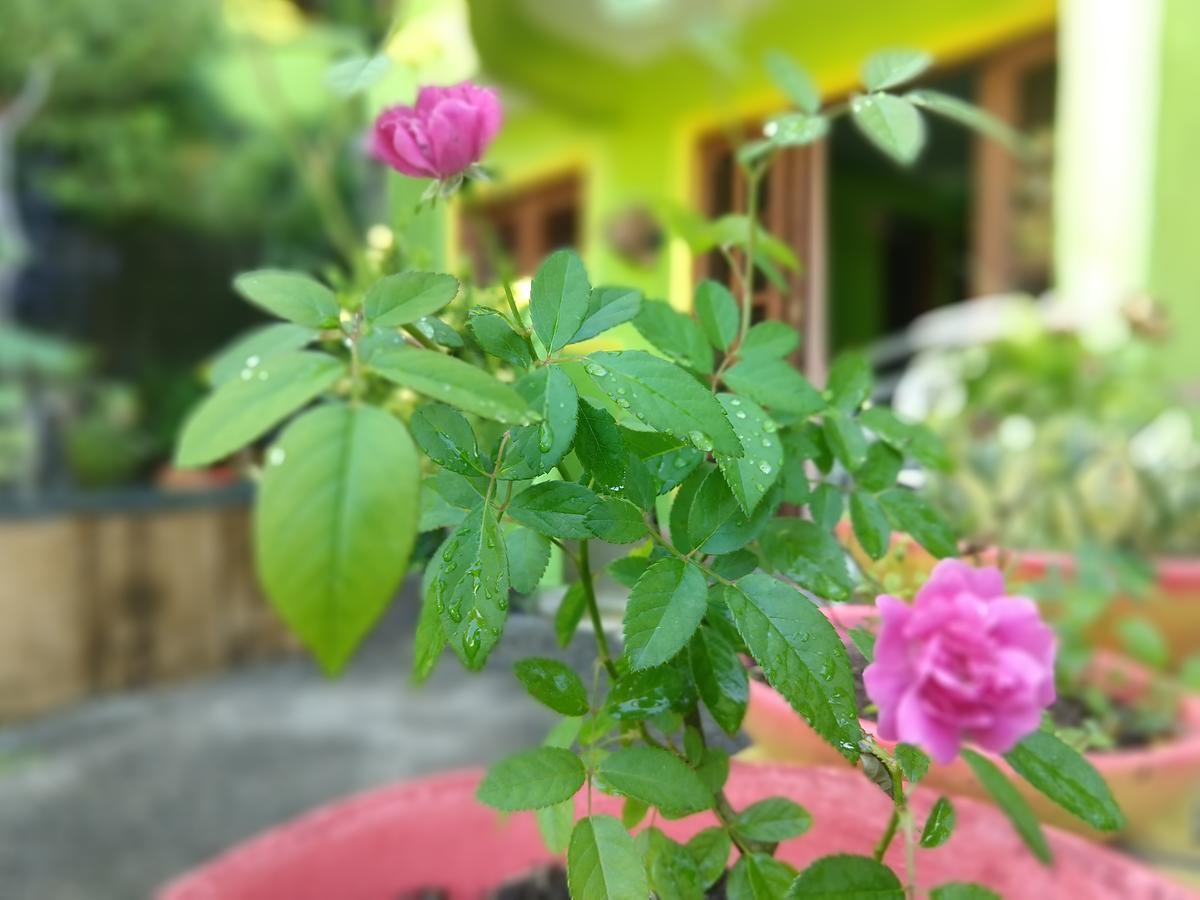 竹之公寓 纳塔耳 外观 照片